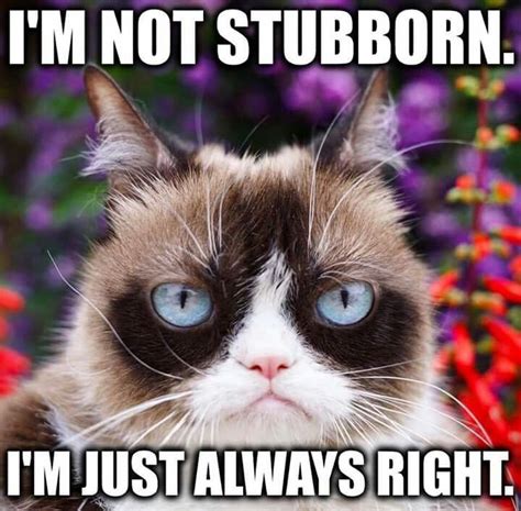 Pin By Bonnie Mitchell On Grumpy Cat Funny Grumpy Cat Memes Grumpy Cat Meme Grumpy Cat Humor