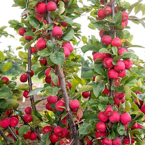 Mini Apple Tree Malus Appletini Yougarden