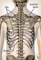 'it is important to understand rib cage anatomy if we want to treat upper back pain' explains sarah key. Costochondritis | Physio Check