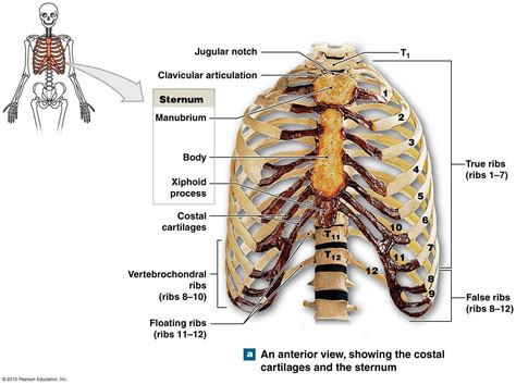 Anatomy Rib Cage Posterior View Spine Sternum Ribs At San Jose City