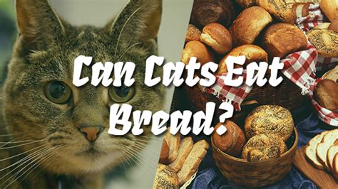 Can Cats Eat Bread Pet Consider