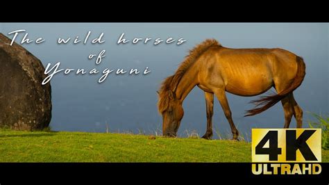 wild horses  yonaguni okinawa japan youtube