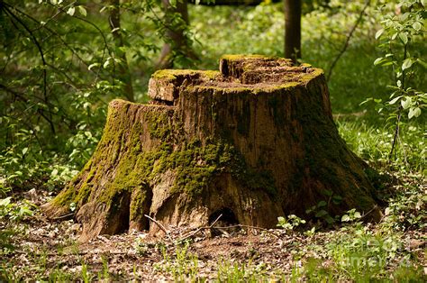 Old Dead Tree Stump In Moss Photograph By Arletta Cwalina