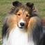 Collie Dog Breed Information Puppies & Pictures