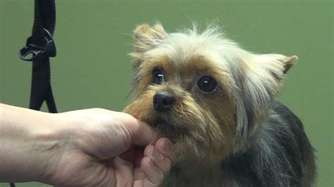 How To Groom A Yorkie Puppy Cut Yorkshire Terrier Do It Yourself