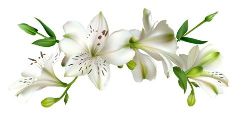 13976 Best Lily Border Images Stock Photos And Vectors Adobe Stock
