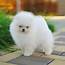 Cute Pomeranian Puppies FOR SALE ADOPTION From Chatswood New South 