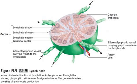 Anatomy Of The Lymphatic System