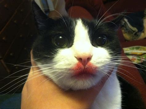 My cat has had this swollen lip for about a month now. I gave my cat a big kiss and forgot that I was wearing ...