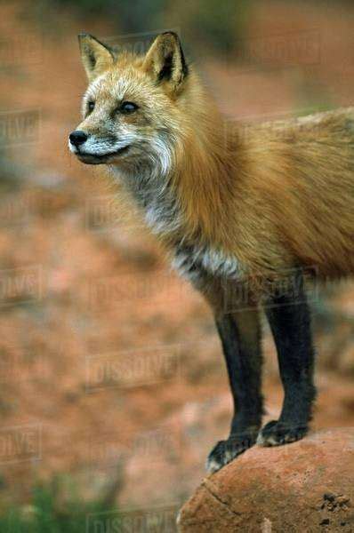 Red Fox Vulpes Vulpes On Sandstone Boulder Utah Usa Stock Photo