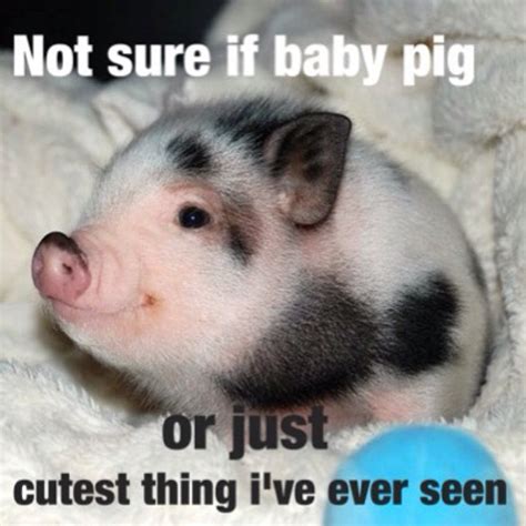43 Hilarious Pigs Memes Pictures Photos S And Images Picsmine