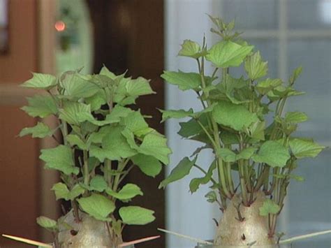 Learn how to grow, harvest, and cure sweet potatoes at home. How to Plant and Grow Sweet Potatoes | how-tos | DIY