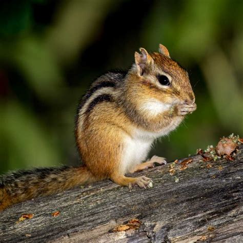 Chipmunks As Pets Yay Or Nay Miles With Pets