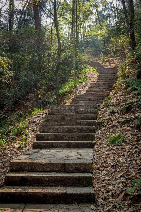 Forest Stone Stairs Stock Photo Image Of Park Nature 68481718