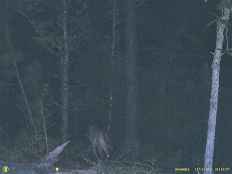 Louisiana Trail Camera Captures Cougar Image Petersens Hunting