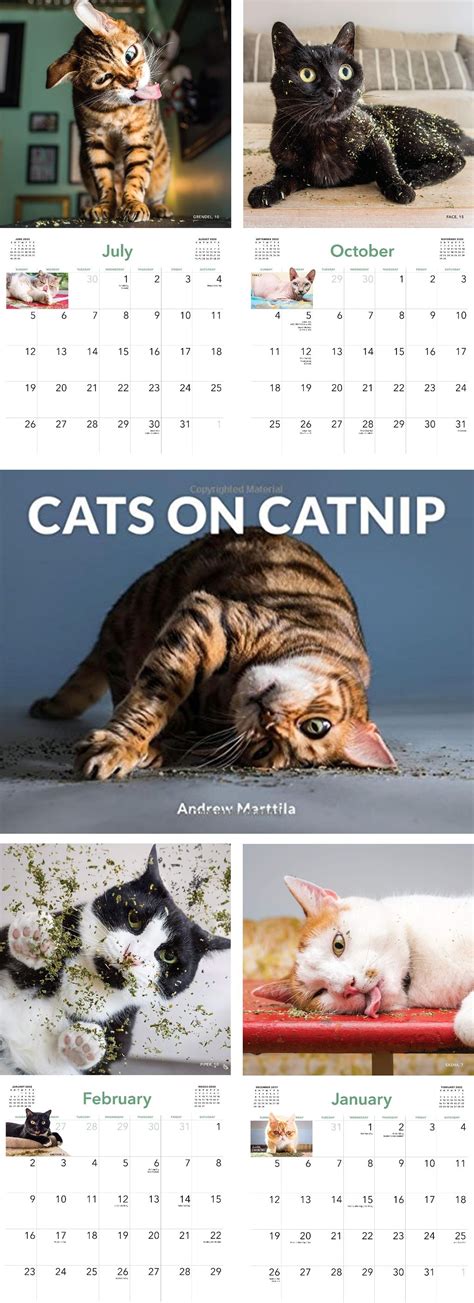 Purrfect Cat Calendar Cats On Catnip 2020 Wallcalendar A