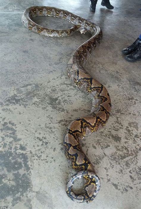 Massive 26ft Long Reticulated Python Found On Malaysian Island World