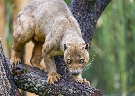 24 Best Images About Eupleridae Mongoose And Fossa On