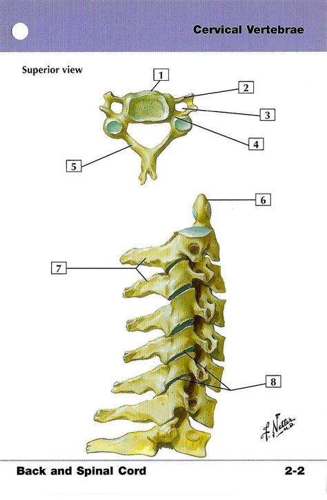 Cervical Vertebrae Blank Diagram