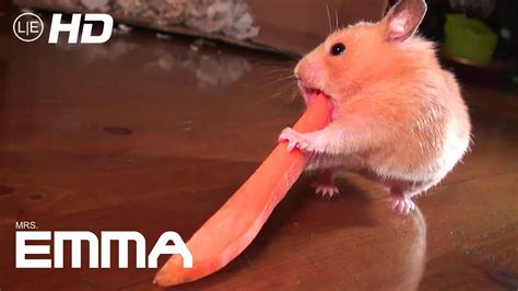 Hamsters Emma Vs Carrot Hamster Kämpft Mit Möhre Mrsemma The