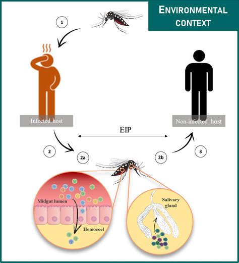 Frontiers The Role Of Temperature In Shaping Mosquito Borne Viruses Transmission