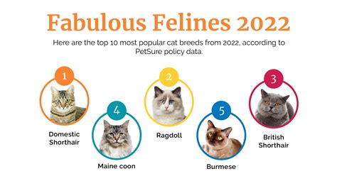 10 Most Popular Cat Breeds 2024 Ukpets
