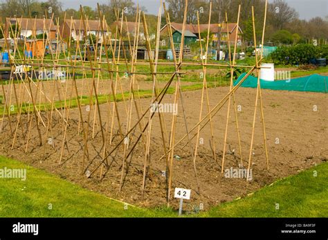 Cane Trellis For Climbing Plants And Vegetables On An Allotment