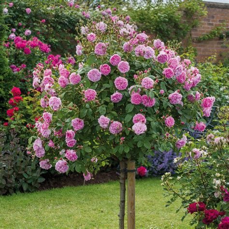 Most Fragrant Climbing Rose Harlow Carr Most Fragrant Popular