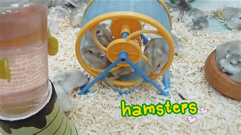 Crazy Hamsters Playing Youtube