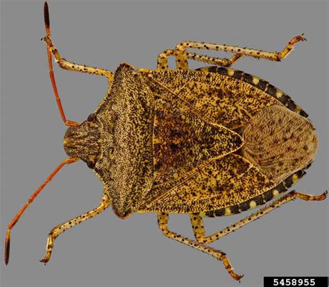 How To Manage Consperse Stink Bug In Tomato Growing Produce