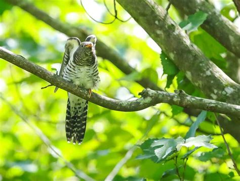 ホトトギス（幼鳥）その3 日々野鳥