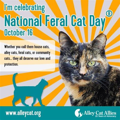 Remembering Dewey On National Feral Cat Day — Regina Cat Rescue Feral