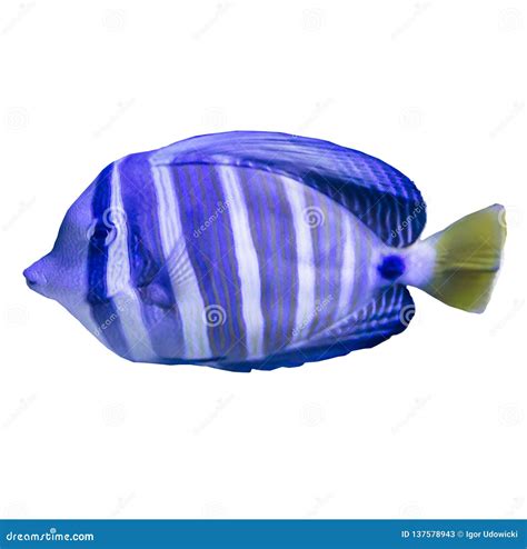 Tropical Striped Sea Fish In An Aquarium Stock Image Image Of