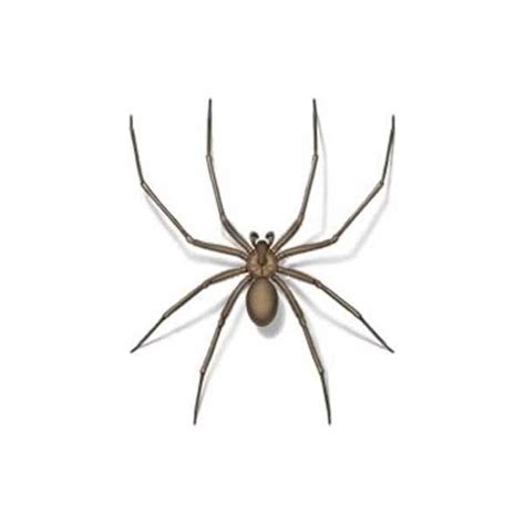 Brown Recluse Spider Identification And Behavior Johnson Pest Control