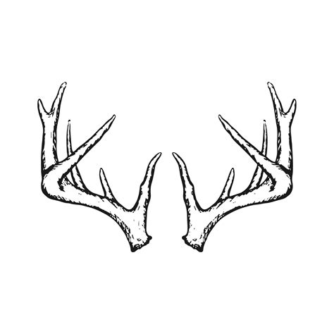 Hand Drawn Deer Horn Vector 6687502 Vector Art At Vecteezy