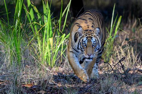 Bengal Tiger Female Stalking In Forest Bandhavgarh India Photograph