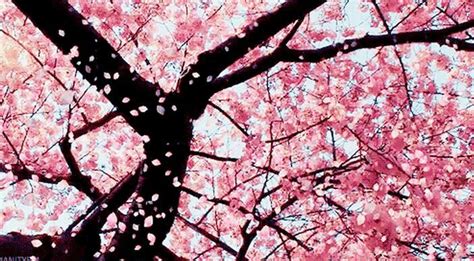 Pin By Claudia Valenzuela On Florescomoyo Blossom Trees Cherry