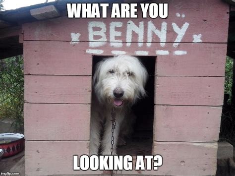 Image Tagged In Benny The Dog Imgflip