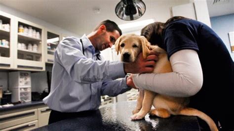 But what you need most of all is giving the puppy love. Vet Says Pot Use on Pets Could Put Off Putting Them Down ...
