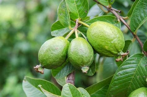 White indian, south african, red malaysian, mexican cream, china white, beaumont, pineapple guava and strawberry guava are some of the popular varieties of guava tree provides a yellow to reddish, fine grained, compact, reasonably strong wood which is used for carpentry and turnery. guava-tree-sep29.jpg | Dontly.ME