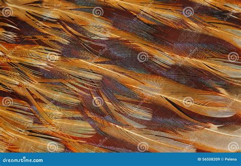 Texture Of Bird Feathers Stock Photo Image 56508209