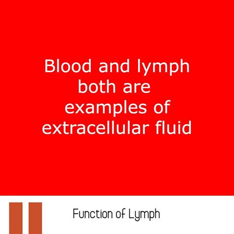 Difference Between Blood And Lymph With Similarities Imaluop