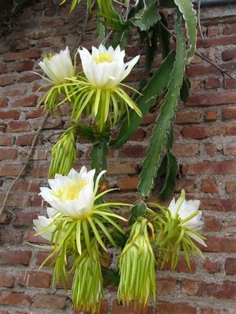 During the holidays, the stores are filled with acres of blooming christmas cacti. Hylocereus undatus (Dragon Fruit) | Cactus house plants ...