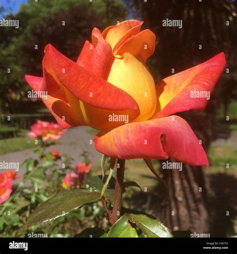 Variegated Rose Hi Res Stock Photography And Images Alamy