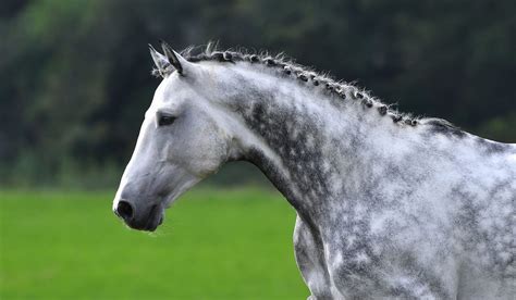 130 Dapple Gray Horse Name Ideas For Males And Females Helpful Horse Hints