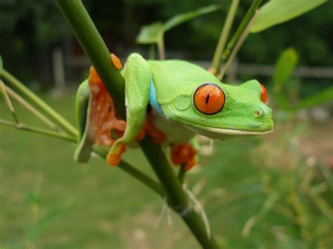 Tree Frog Animal Wildlife