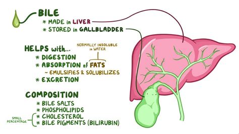 Differences Between Liver Bile And Gallbladder Bile Overall Science