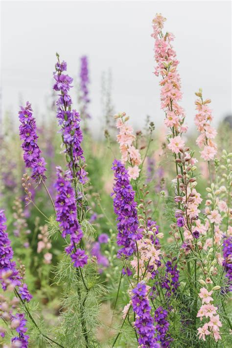 Living in santa barbara offers residents an urban suburban mix feel and great hiking and surfing, and about 20 mins to world famous rincon surf point. Flower Fields in Santa Barbara | Try Something Fun