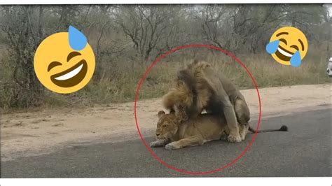 You Can`t Believe What These Lions Did After Sex Youtube