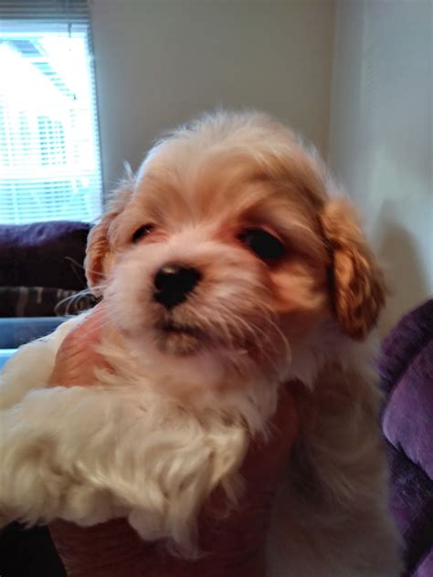 They love to be doted on, pampered, and loved. Shih-Poo Puppies For Sale | Chuckey, TN #278243 | Petzlover